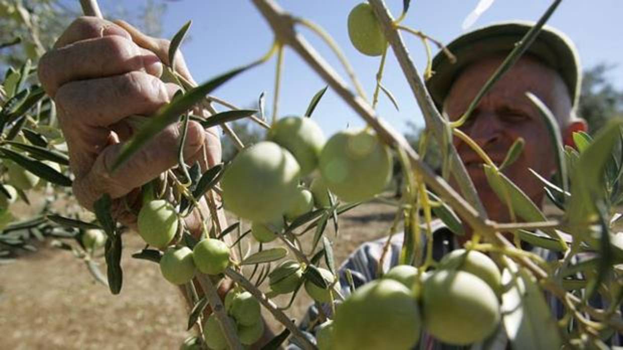 EEUU investigará la importación de aceituna española