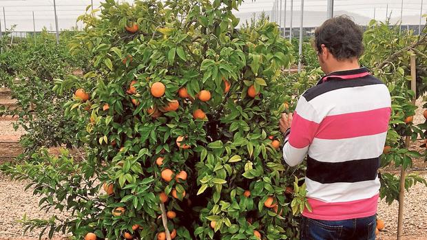 Un árbol de mandarinas de la variedad Orri