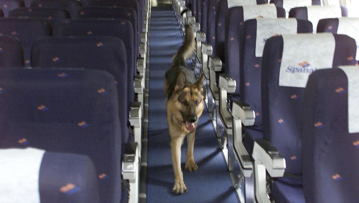 Un perro en un avión