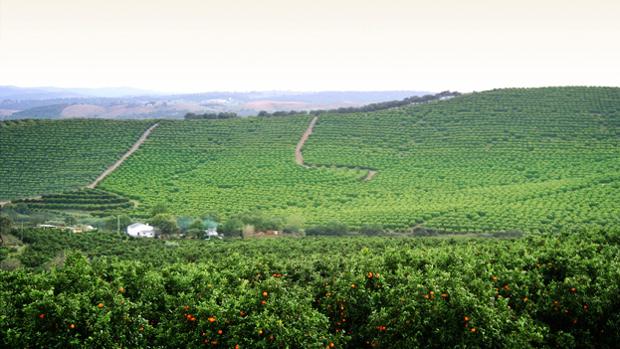 ¿Por qué una finca de Riotinto ha seducido al gigante nacional de la naranja?