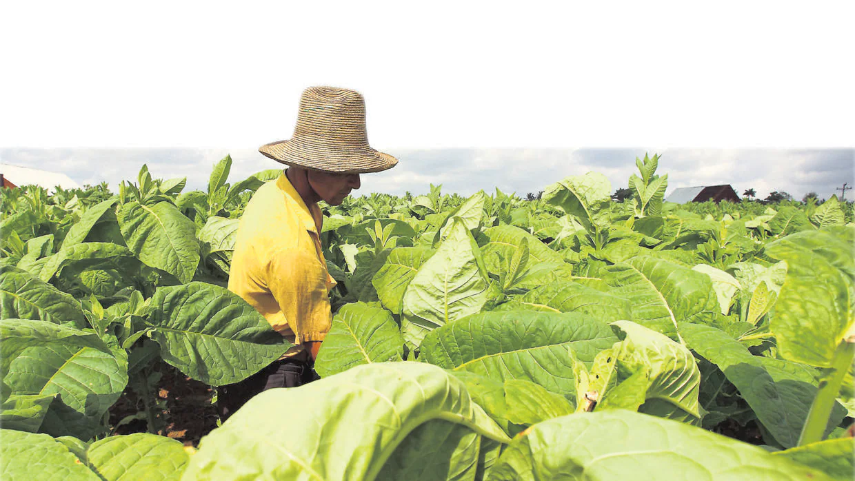 La cultiva de hoja de tabaco tiene mucha importancia en la parte norte de la provincia de Cáceres