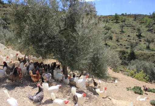 Ecogollos, granja de gallinas ecológicas