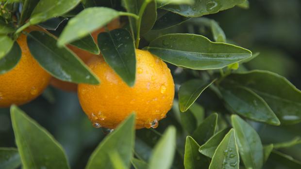 Orri, la mandarina más cotizada del mercado