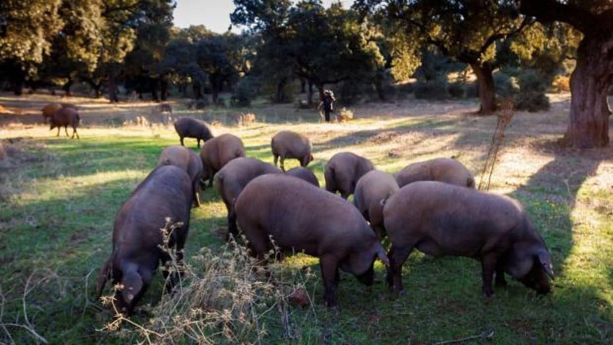 Cerdos ibéricos durante la montanera en una finca de Jerez de los Caballeros (Badajoz)