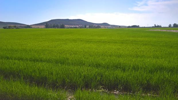 Innovación para controlar las malas hierbas que afectan al cultivo de arroz