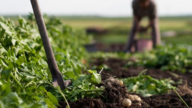 Los agricultores sevillanos reivindican las cualidades de la patata nueva