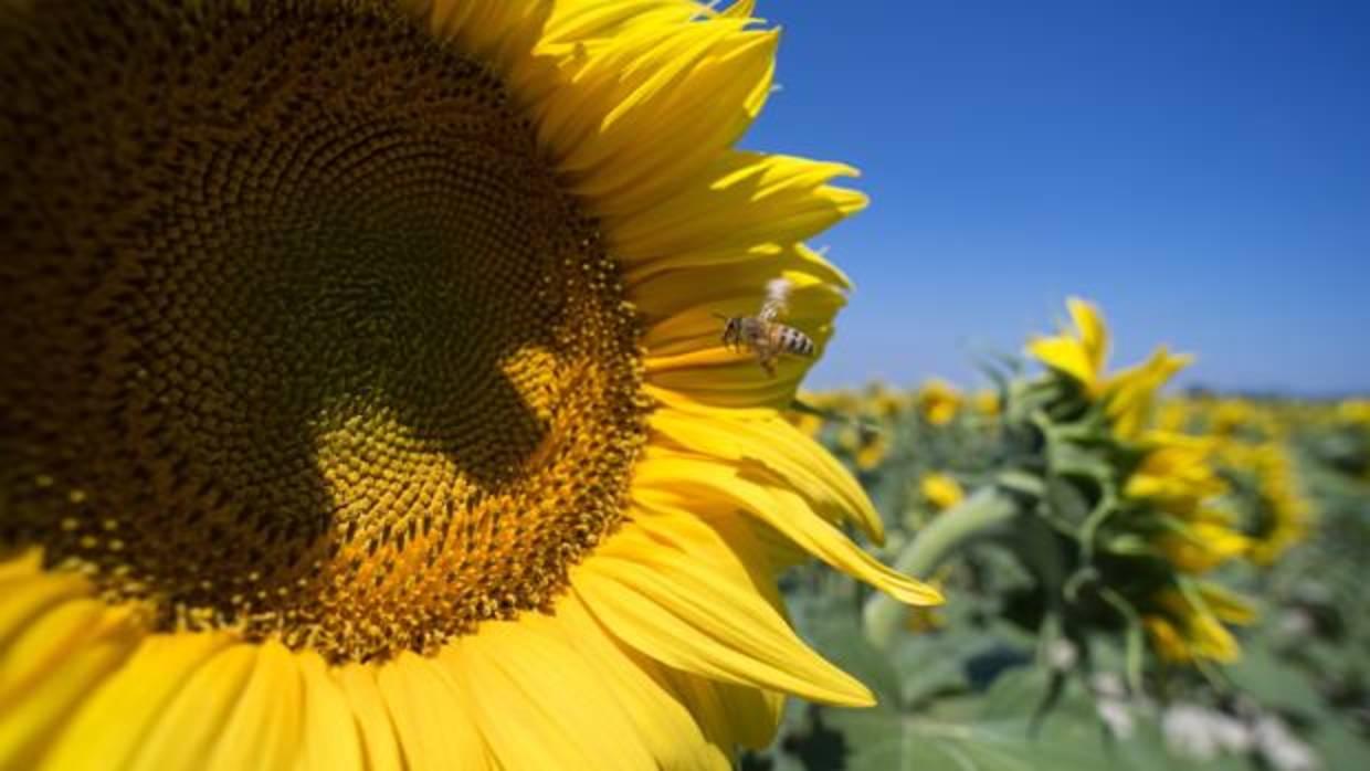 Se ha trabajado con colonias de abejas de la miel