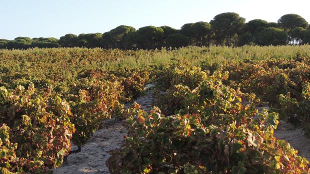 Los viñedos que dan vida a Doñana, en peligro de extinción