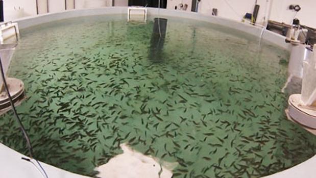 El atún rojo se resiste a engordar en piscifactoría