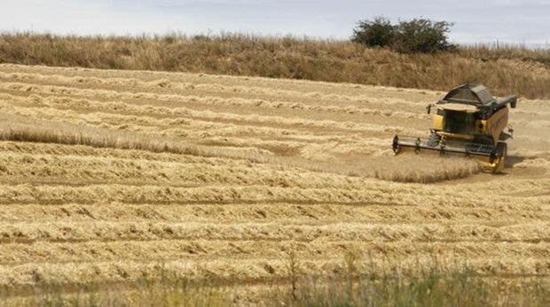 El precio del trigo toca suelo al final de la recolección