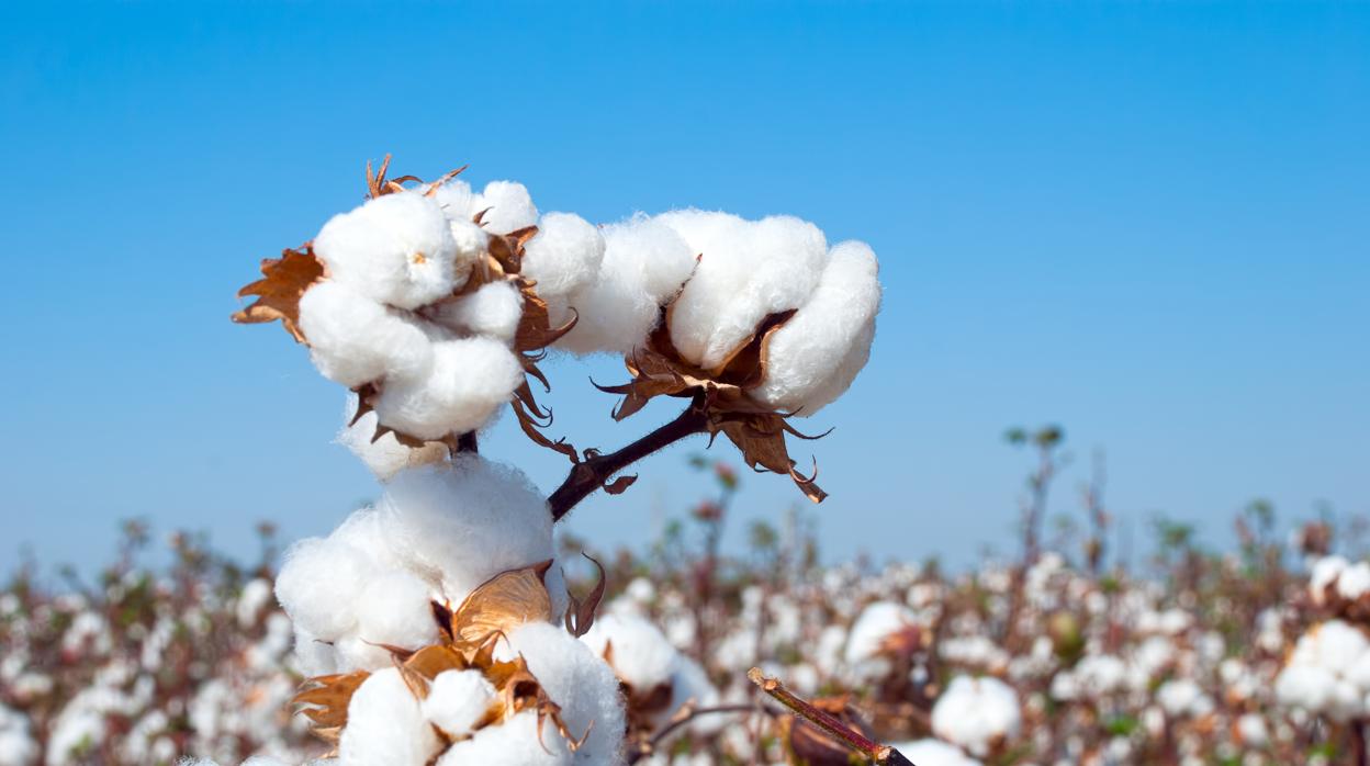 Recientemente se ha iniciado el pago de las ayudas agroambientales al algodón