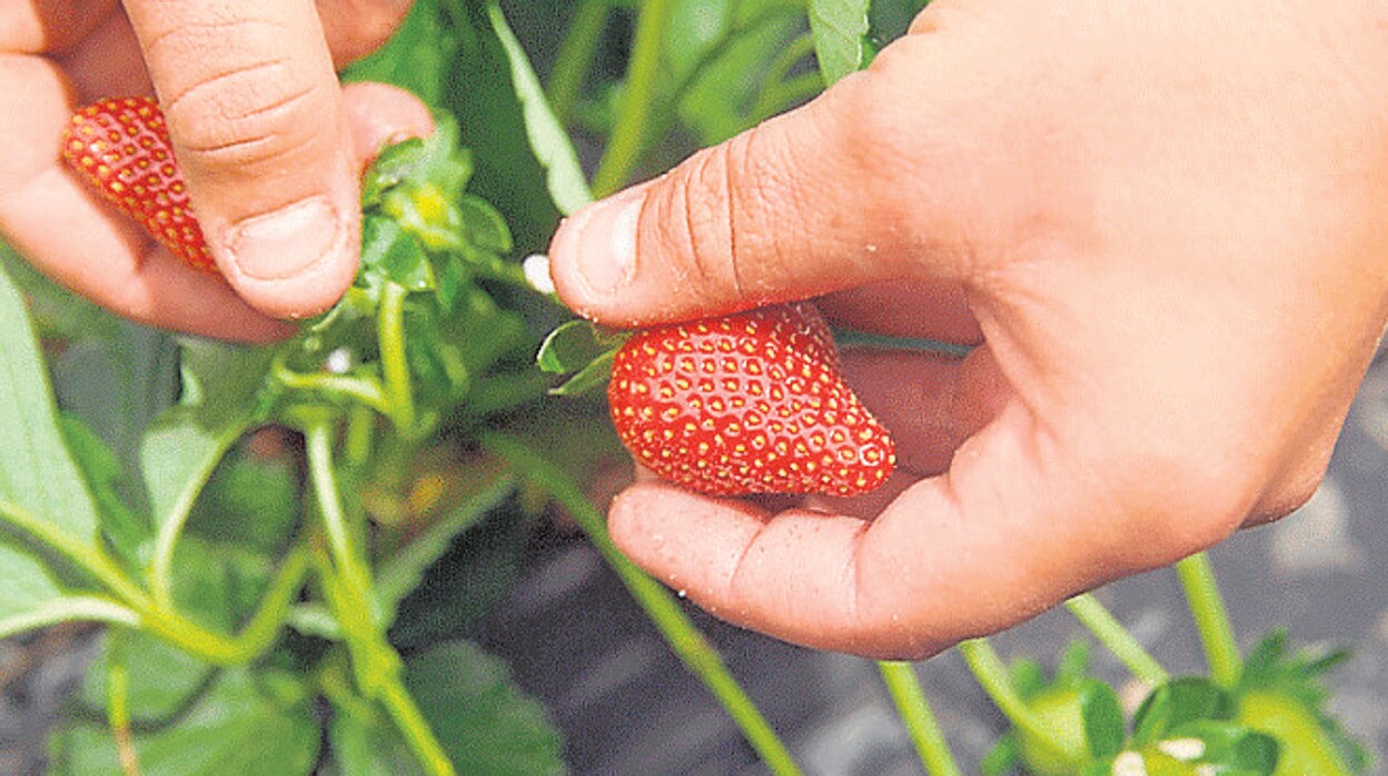 La cooperativa onubense sigue apostando por el cultivo de la fresa