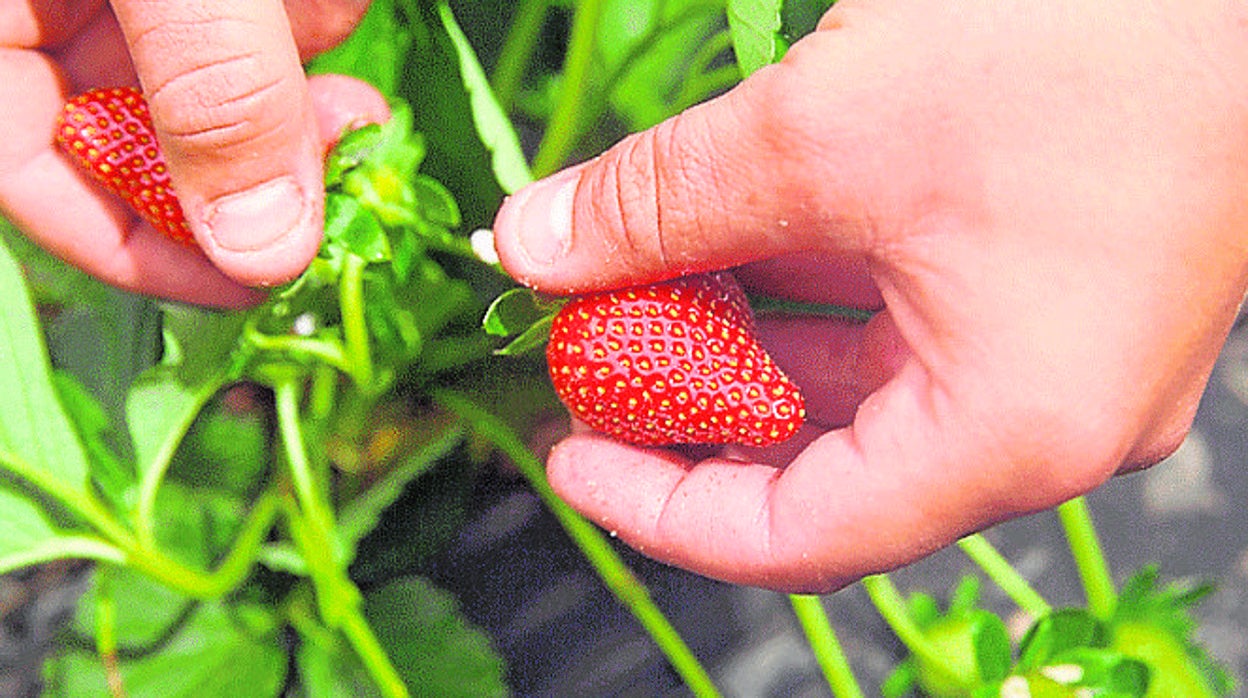 La cooperativa onubense sigue apostando por el cultivo de la fresa