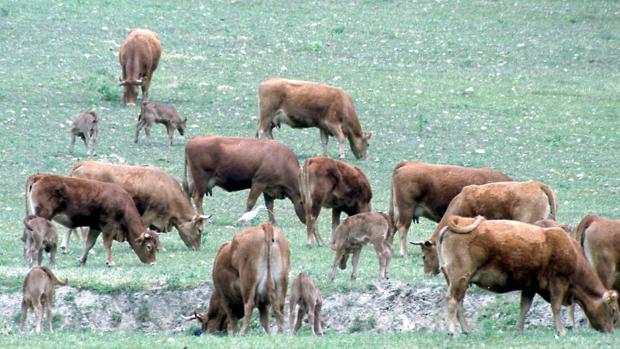 La raza bovina sin cuernos que es tendencia en la dehesa