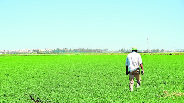 Cultivos bien «entrenados» para afrontar el cambio climático