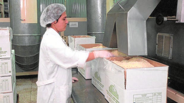 Almensur moderniza sus instalaciones para atender la mayor producción de almendra