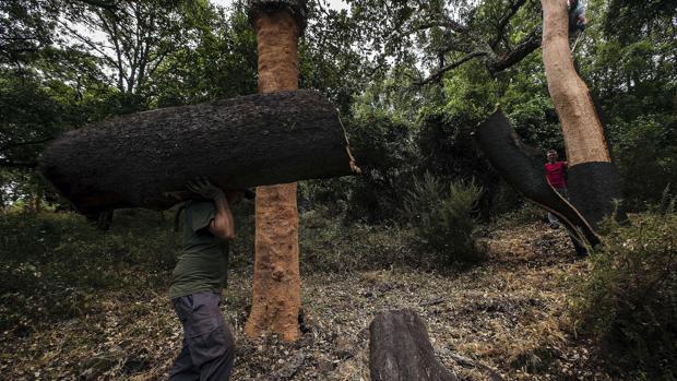 El descorche mueve en Andalucía unos 70 millones de euros