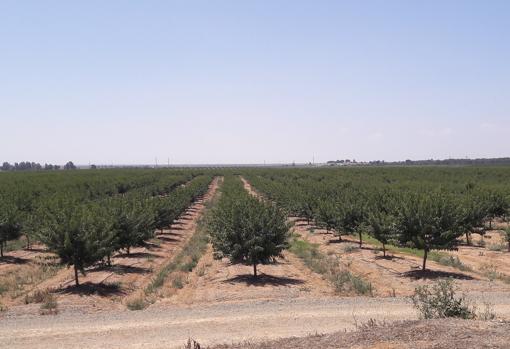 La apuesta más ambiciosa para liderar el cultivo del almendro en Andalucía