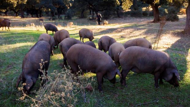 El nuevo protocolo de inspección del ibérico encarece la gestión ganadera