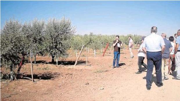 Carmona, campo de ensayo contra la Xylella Fastidiosa