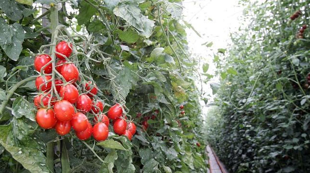 Cultivo de tomates