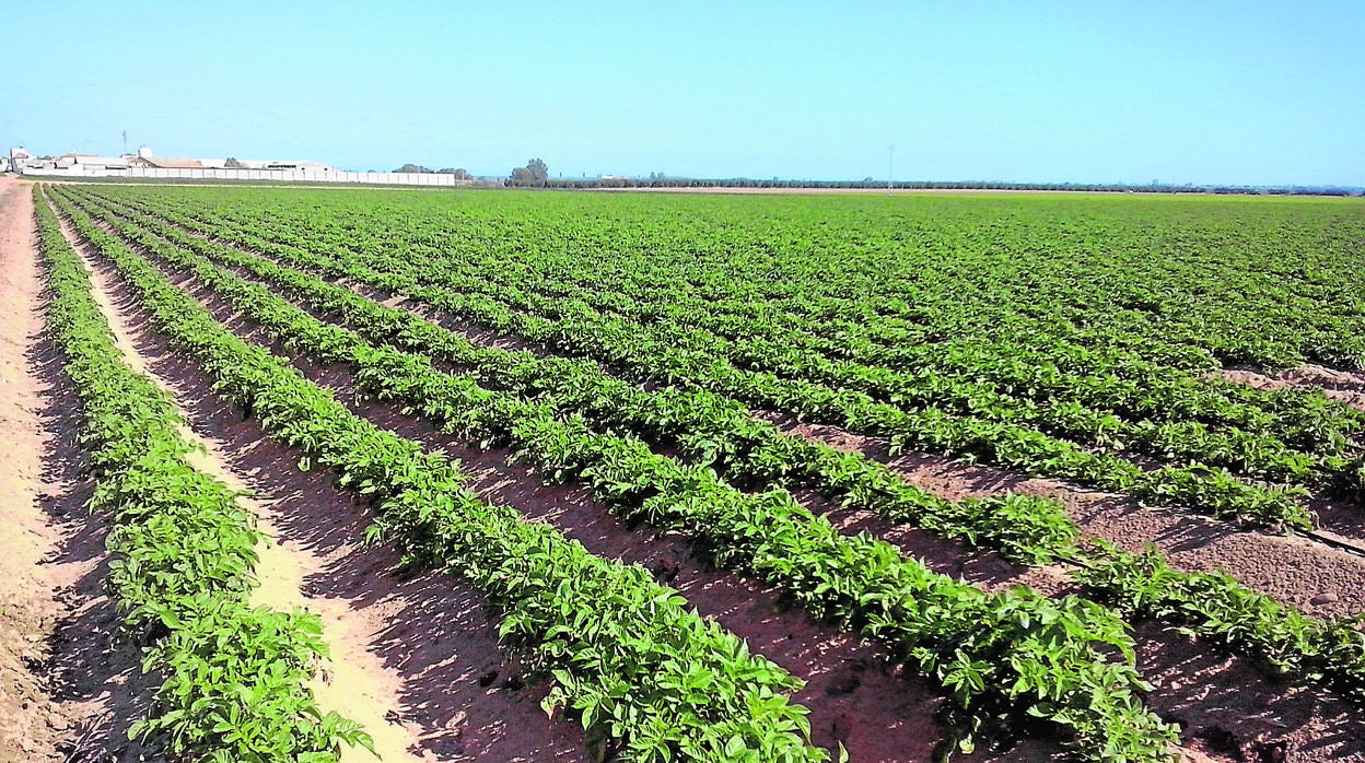 La temperatura y l humedad son factores que favorecen el desarrollo del patógeno