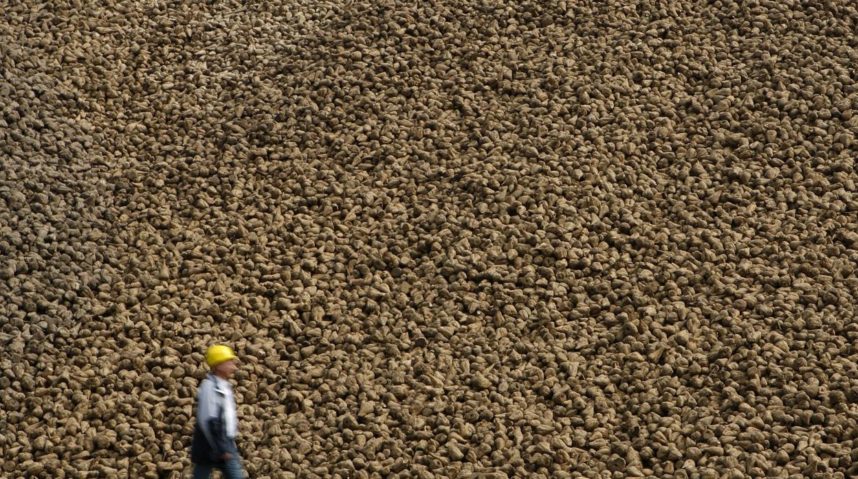 Toneladas de remolacha entregadas en fábrica