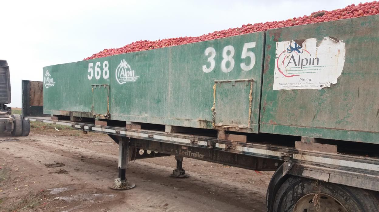 El tomate se está pudriendo en el campo