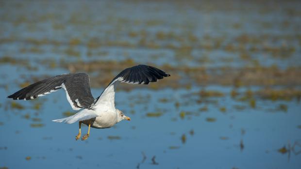 Asaja defiende la agricultura en el entorno de Doñana