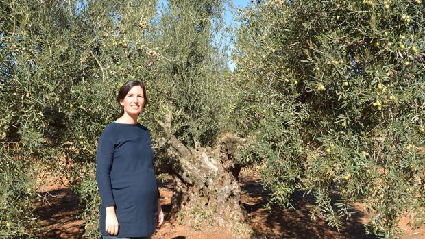 Olivos centenarios con ramas que dan distintas aceitunas