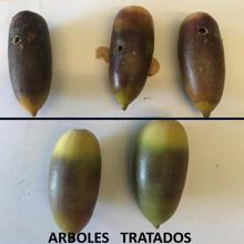 Cómo hacer del alcornoque un árbol del gran producción