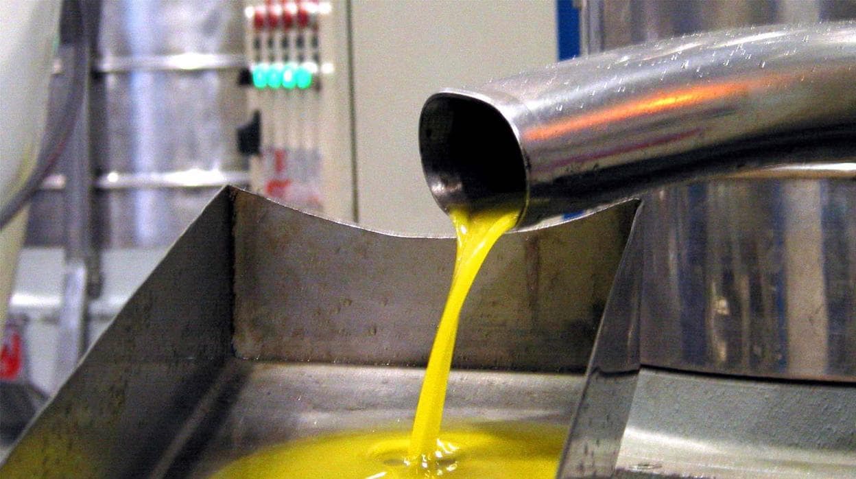 El aforo del aceite de oliva prevé una producción total en Andalucía de 1.339.712 toneladas