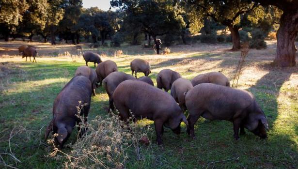 La Guardia Civil retira más de 4.000 paletas de cerdo con la etiqueta falsa de ibérico