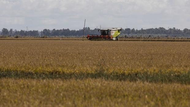 La Comunidad Europea tiene en su mano frenar la entrada gratis de arroz de Camboya