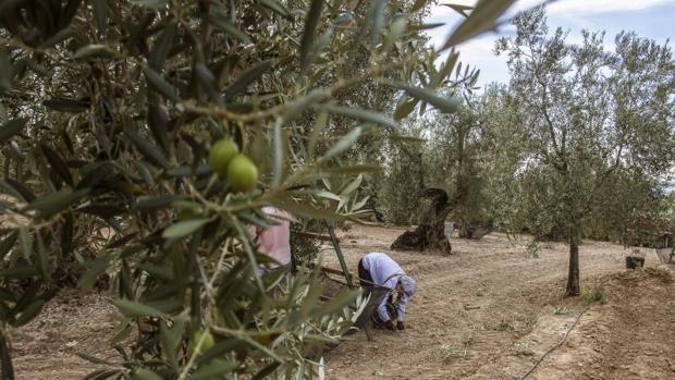 Las exportaciones de aceite de oliva español alcanzarán las 1,2 millones de toneladas esta campaña