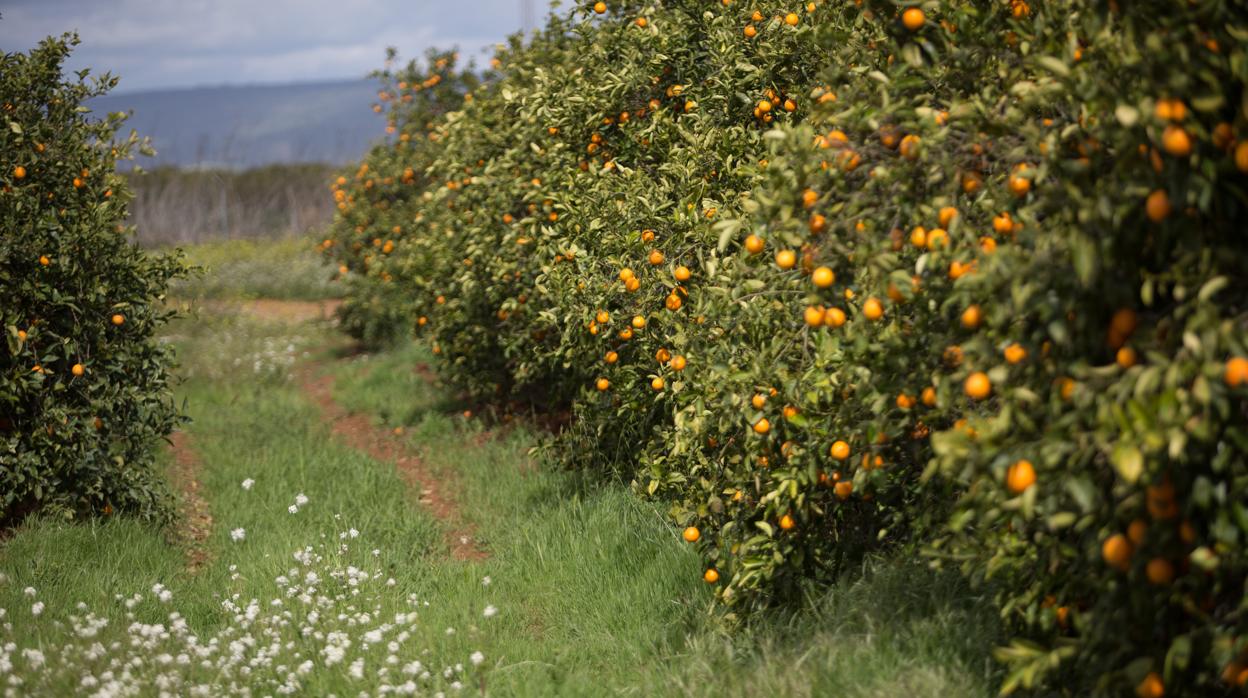 Plantación de naranjos en la provincia de Sevilla