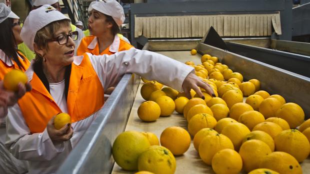 Los agricultores se manifestarán en Madrid contra las importaciones de cítricos de fuera de la UE