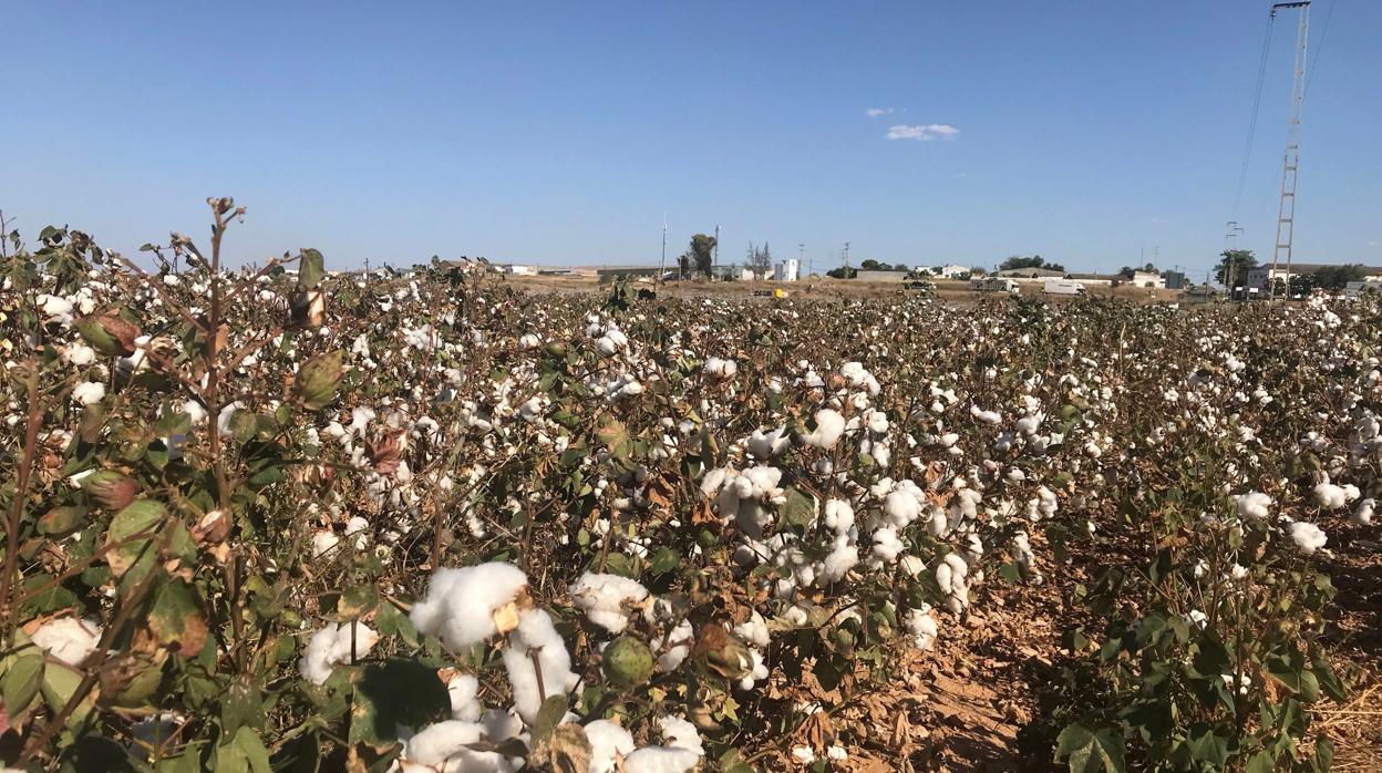 La cosecha de algodón ha sido satisfactoria, con rendimientos altos y buena calidad