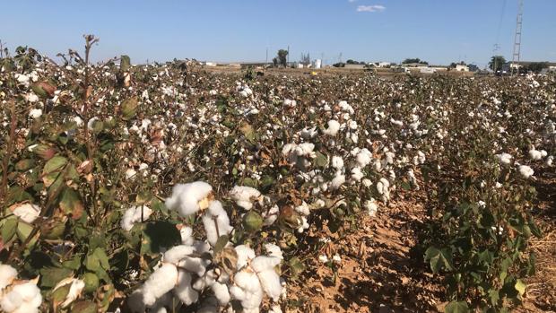 La nueva «Alianza Europea del Algodón» tendrá su sede en Sevilla