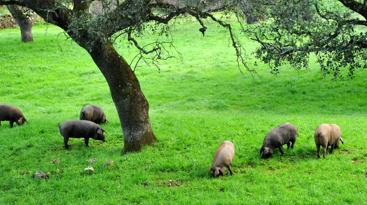 Los cerdos ibéricos se alimentan de bellota y de hierba durante la montanera