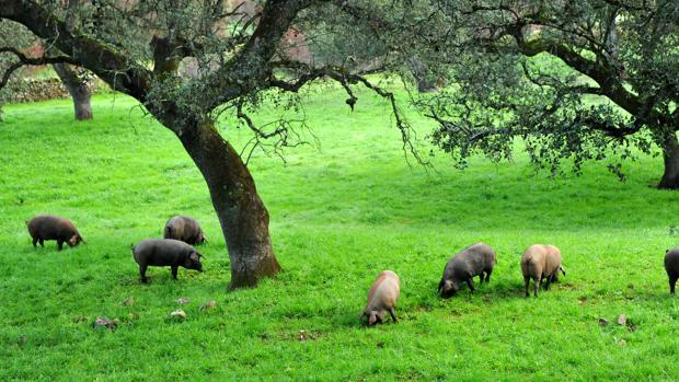 Montanera: Presionar más al ganadero no redunda en la calidad del ibérico