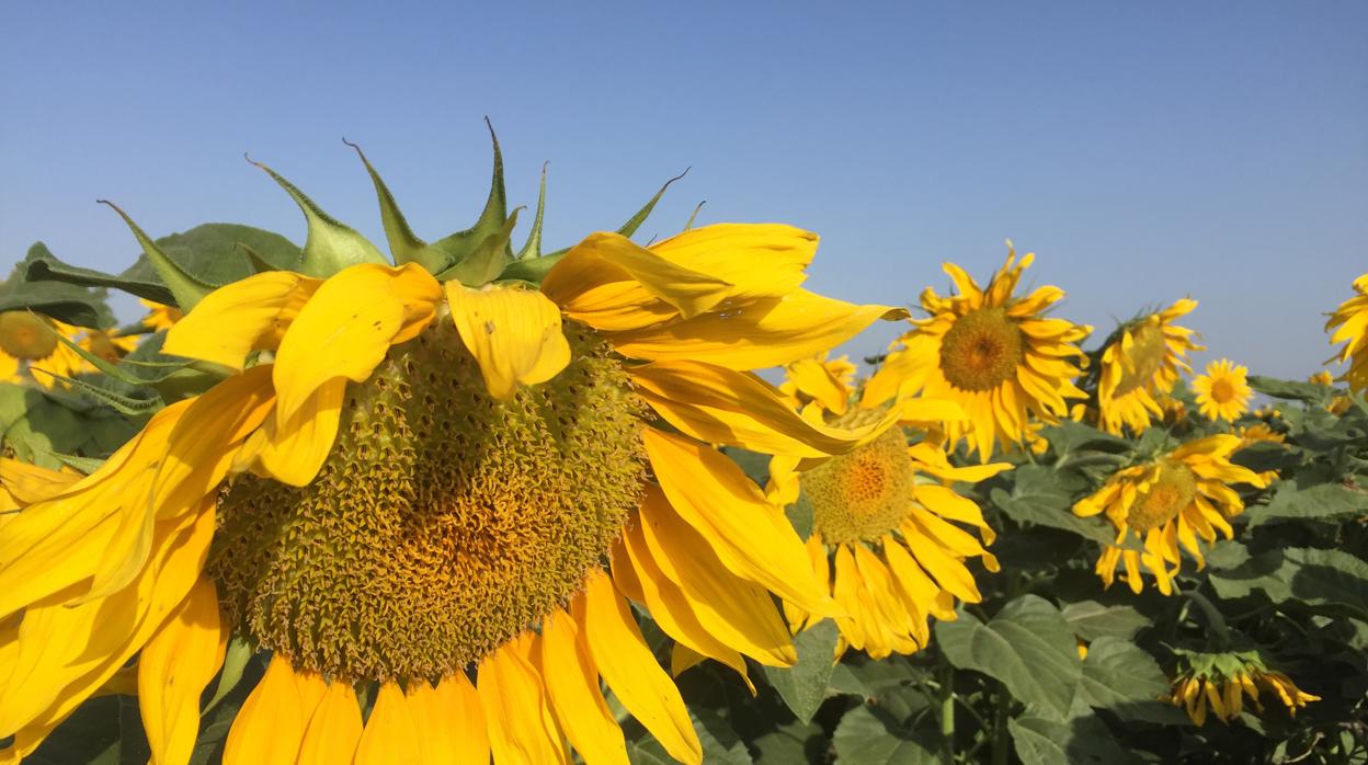 Girasol de pipa blanca