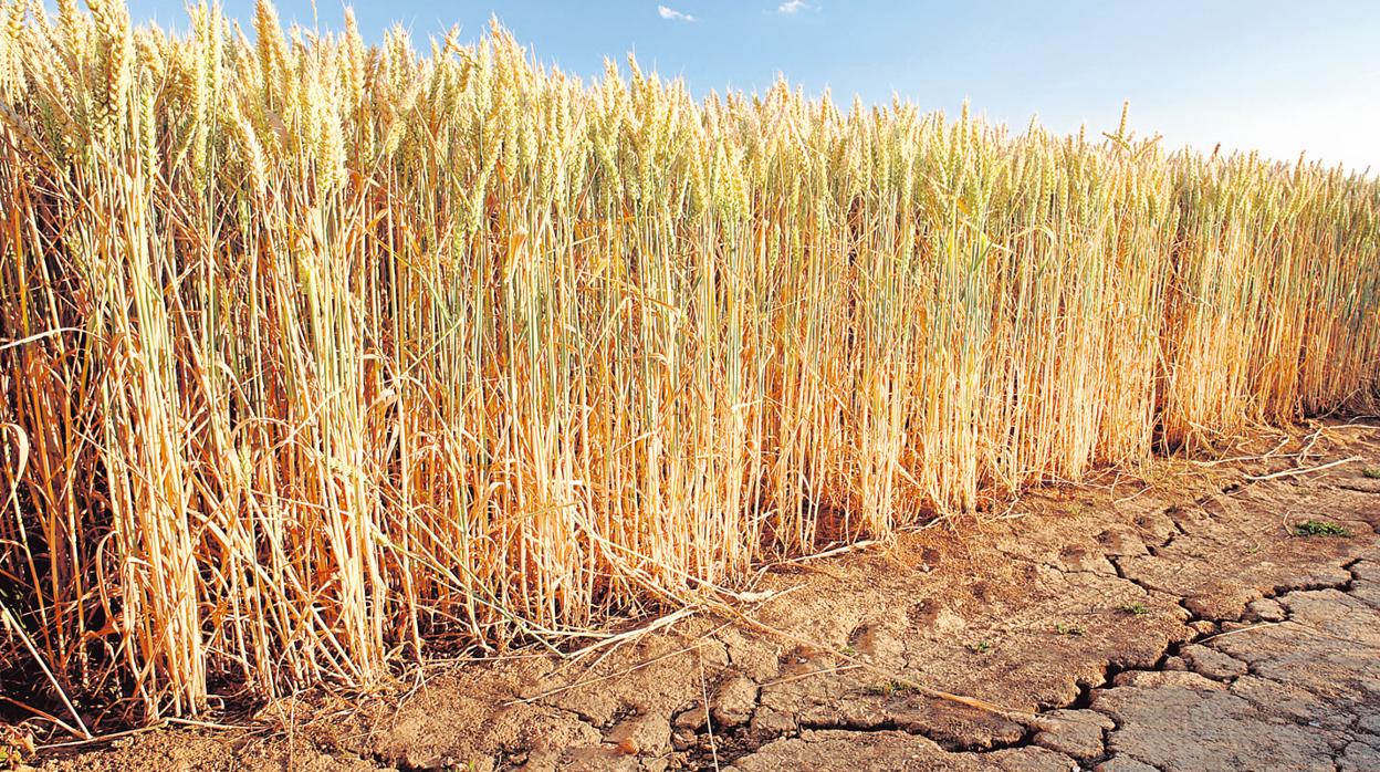 Plantación de cereales