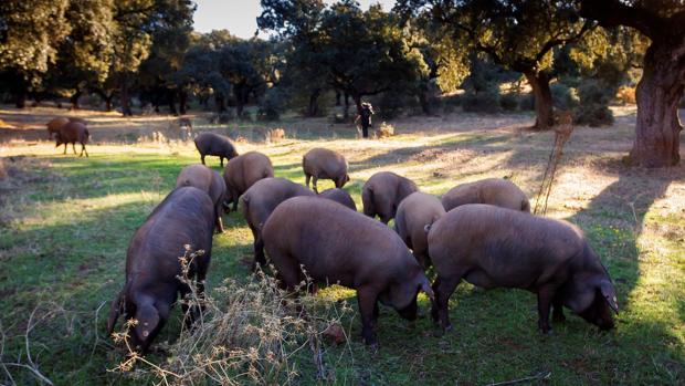Colapso en la industria pese a caer un 10% el sacrificio del ibérico de bellota