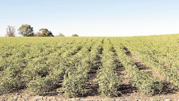 Sin cortapisas al cultivo del garbanzo pequeño en Sevilla