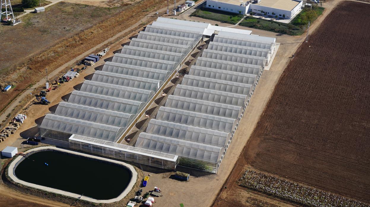 Vista aérea de las instalaciones de Corteva Agriscience en Sevilla