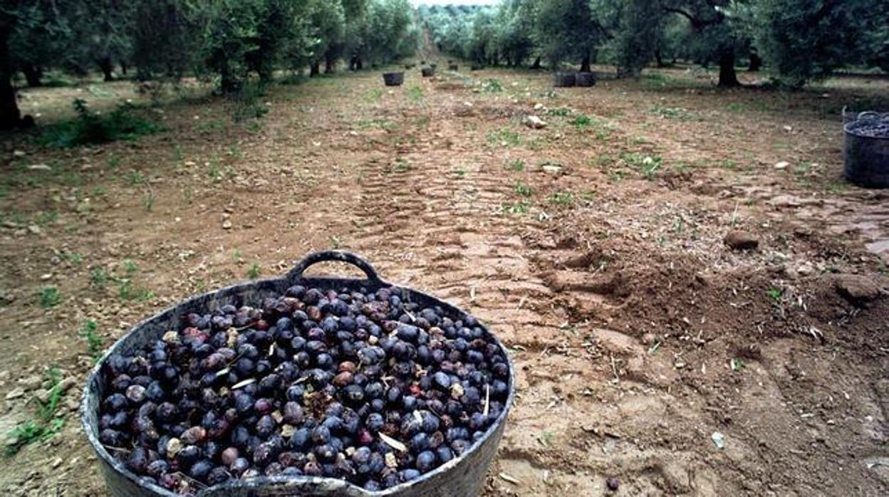 Recogida de la aceituna en un campo andaluz