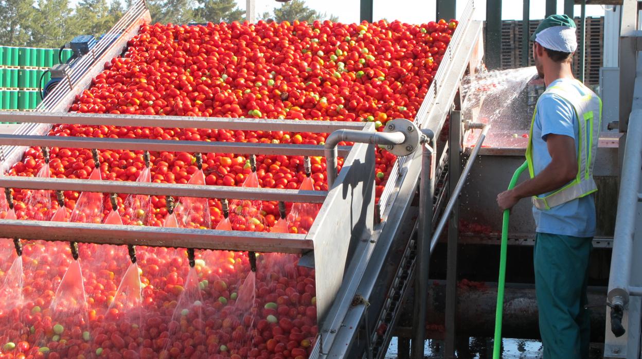 Tomate industrial en la cooperativa Las Marismas