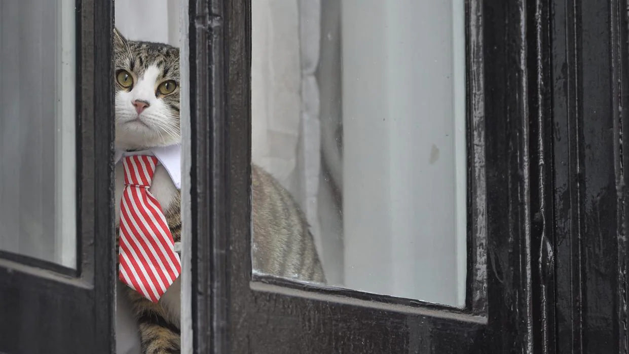 Trabajar con gatos reduce el estrés y aumenta la productividad