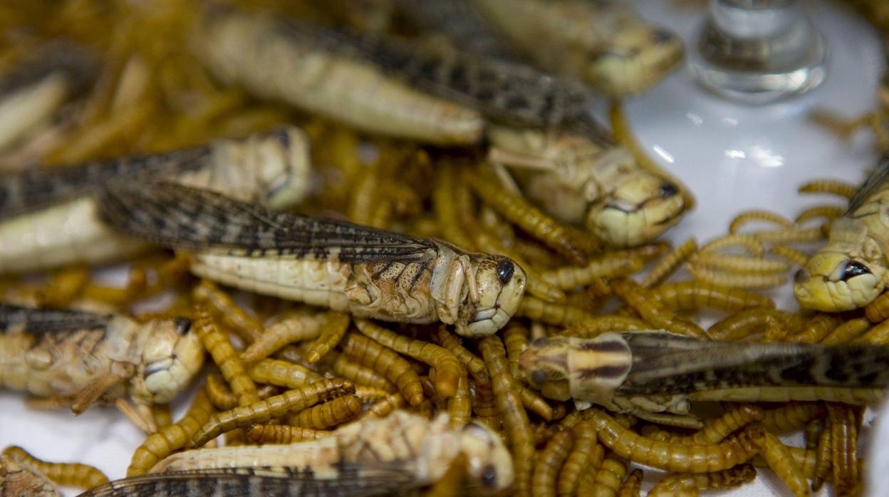 En Europa hay muchos prejuicios sobre el consumo de insectos, pero la FAO recomienda integrarlos en las dietas